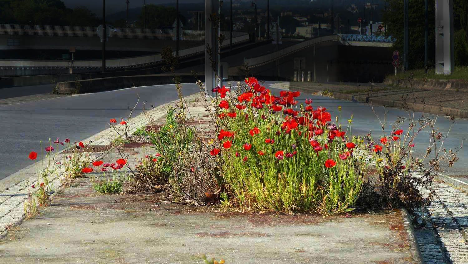 Création Bruissements